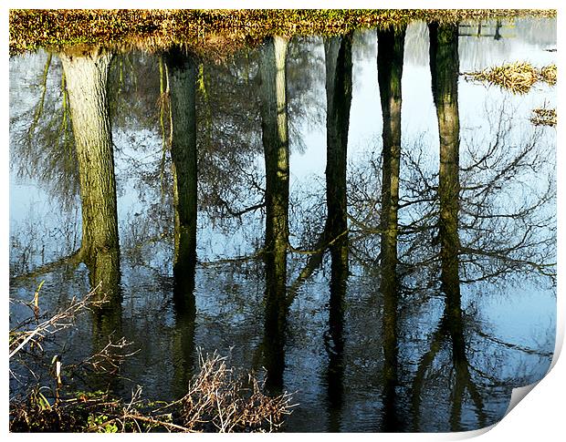  Trees reflected in the River Wensum Norfolk Print by john hartley
