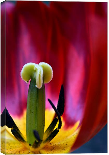  Tulip Interior  Canvas Print by Matt Durrance