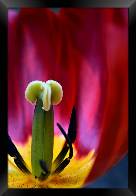  Tulip Interior  Framed Print by Matt Durrance