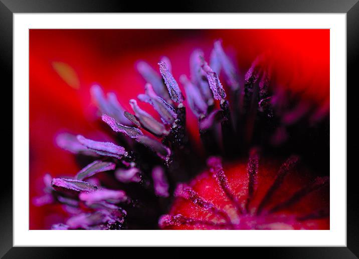 Purple Pollen Framed Mounted Print by Claire Gardner