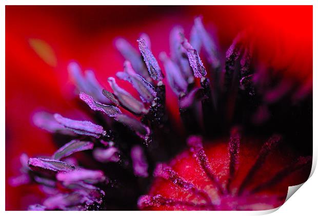 Purple Pollen Print by Claire Gardner