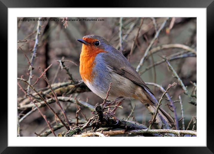 Robin - Britain's Favourite Bird! Framed Mounted Print by Steve H Clark