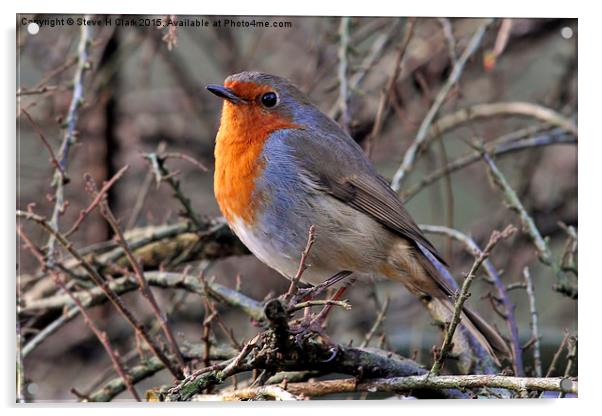 Robin - Britain's Favourite Bird! Acrylic by Steve H Clark