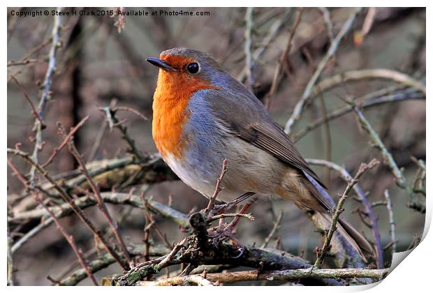 Robin - Britain's Favourite Bird! Print by Steve H Clark