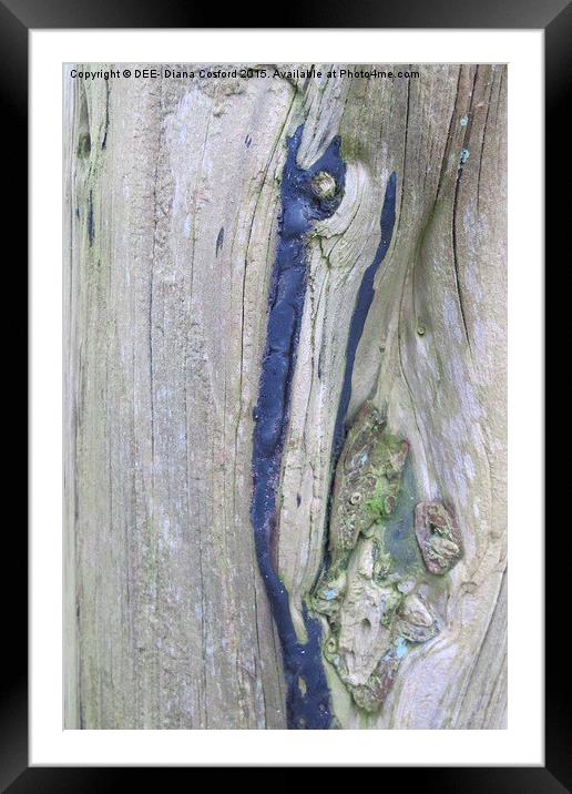 Tree Bark Ashdown Park Hotel  Framed Mounted Print by DEE- Diana Cosford
