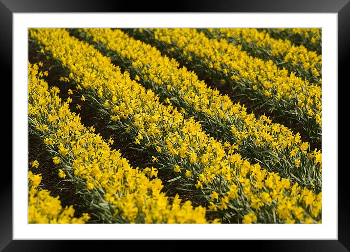 Daffodils Framed Mounted Print by Gabor Pozsgai