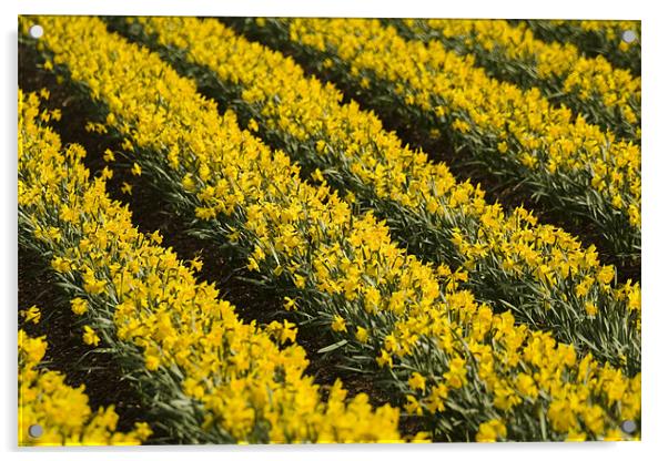 Daffodils Acrylic by Gabor Pozsgai