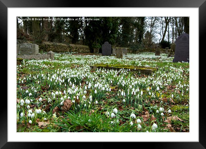  Snowdrops in the Graveyard Framed Mounted Print by Brian Garner