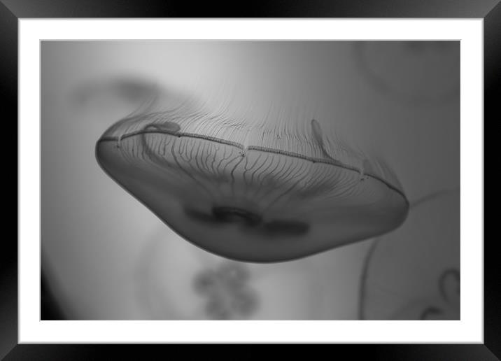 Black and white jellyfish Framed Mounted Print by Gabor Pozsgai
