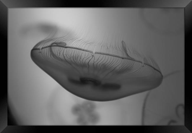 Black and white jellyfish Framed Print by Gabor Pozsgai