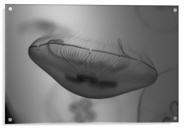 Black and white jellyfish Acrylic by Gabor Pozsgai