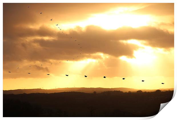  Sunset with crows Print by Gavin Wilson