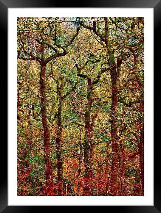  Magical Yew Trees Framed Mounted Print by Martyn Arnold