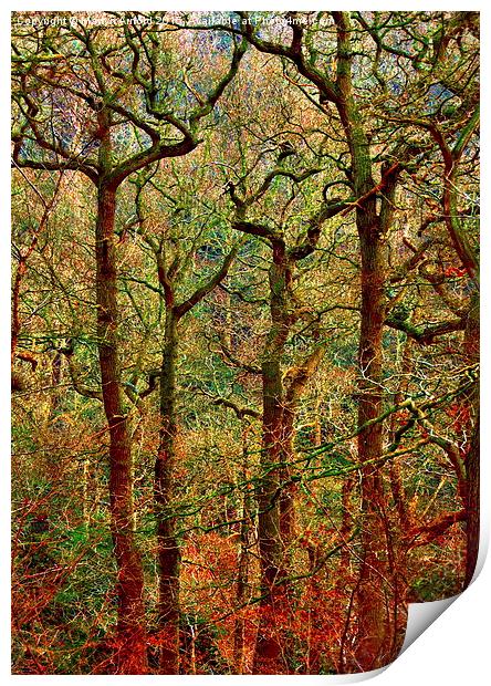  Magical Yew Trees Print by Martyn Arnold
