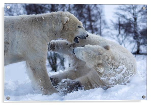  Polar bears Acrylic by Sam Smith