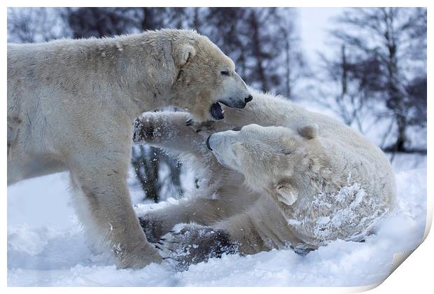  Polar bears Print by Sam Smith