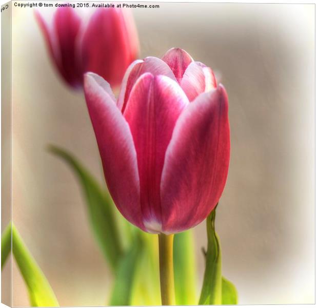 Tulip in Burgundy  Canvas Print by tom downing