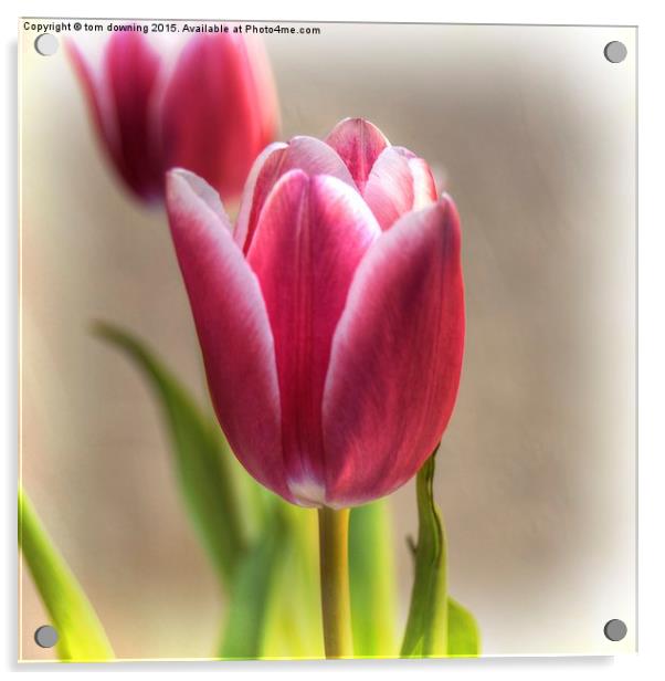 Tulip in Burgundy  Acrylic by tom downing