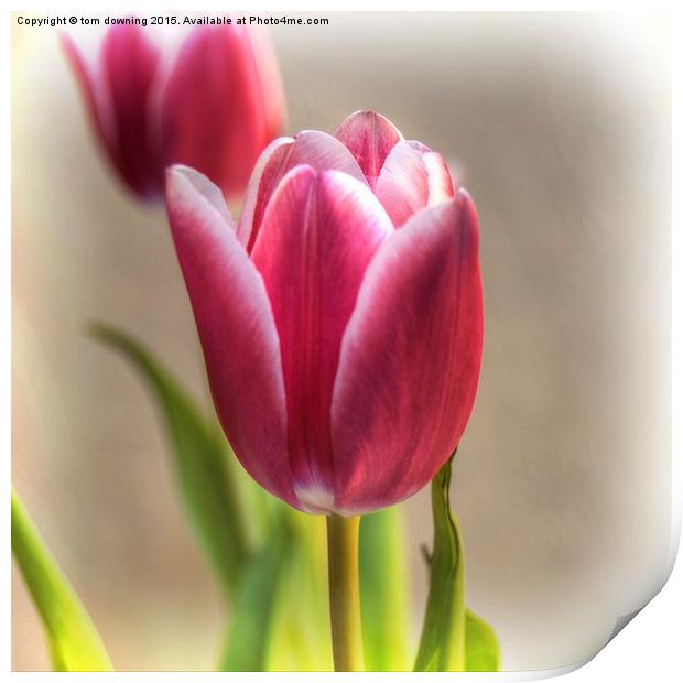 Tulip in Burgundy  Print by tom downing