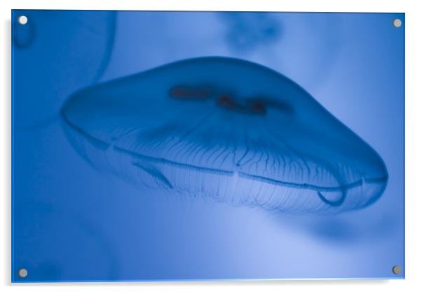 Jellyfish floating Acrylic by Gabor Pozsgai