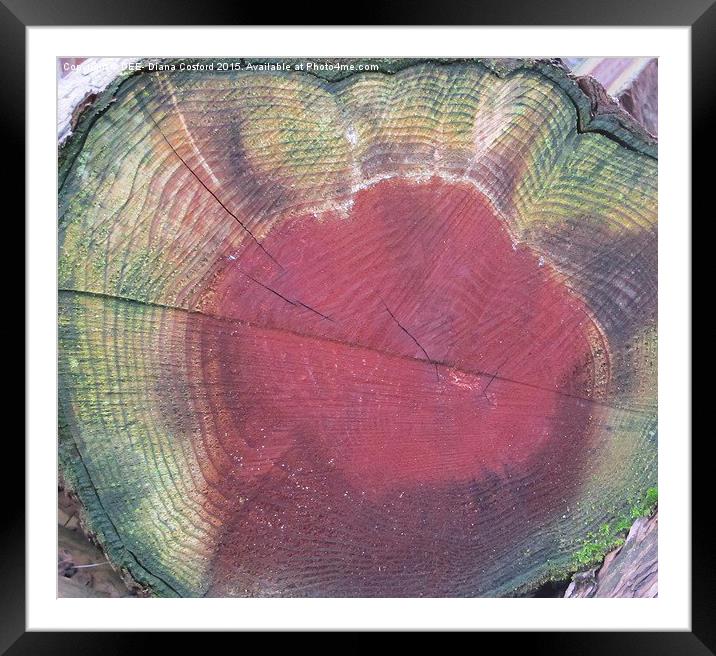 Colours of felled tree  Framed Mounted Print by DEE- Diana Cosford