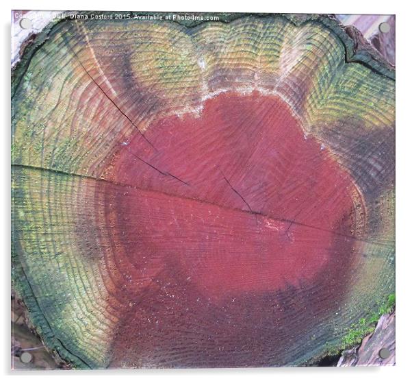 Colours of felled tree  Acrylic by DEE- Diana Cosford