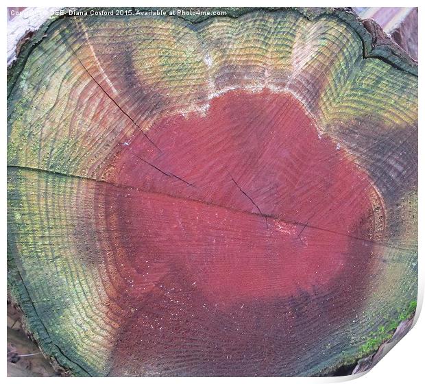 Colours of felled tree  Print by DEE- Diana Cosford