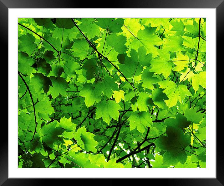 Maple Framed Mounted Print by Victor Burnside