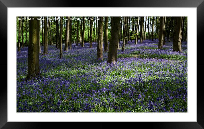  Bluebell Woodland Framed Mounted Print by Carolyn Eaton