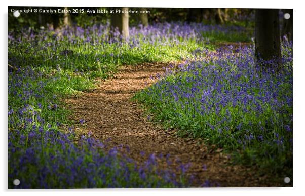 Path through the Bluebells Acrylic by Carolyn Eaton