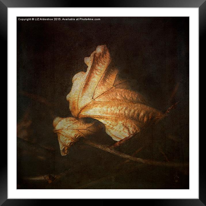  Beech Leaves (II) Framed Mounted Print by LIZ Alderdice