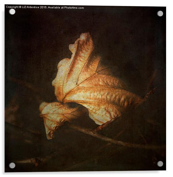  Beech Leaves (II) Acrylic by LIZ Alderdice