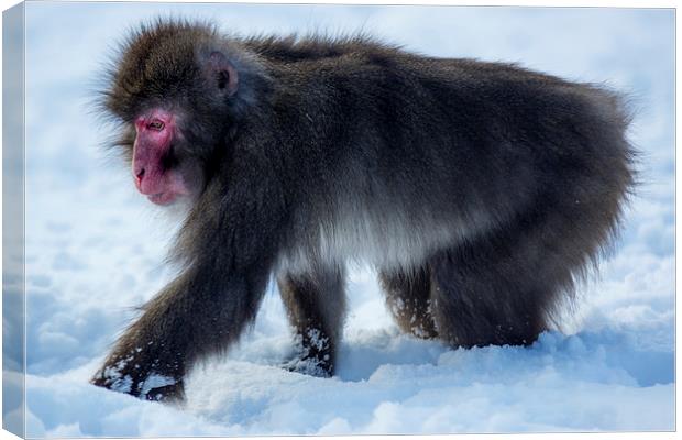 Japanese macaque Canvas Print by Sam Smith