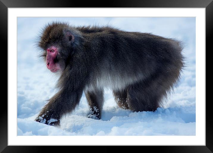 Japanese macaque Framed Mounted Print by Sam Smith