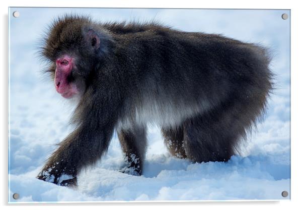Japanese macaque Acrylic by Sam Smith