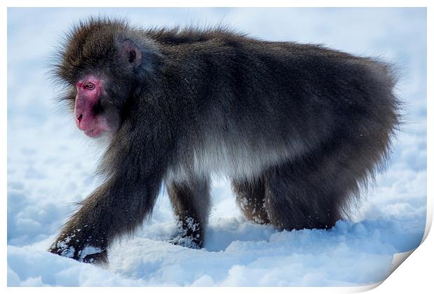 Japanese macaque Print by Sam Smith