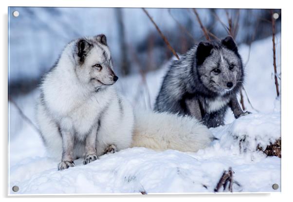  Arctic foxes Acrylic by Sam Smith