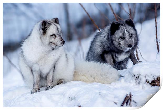  Arctic foxes Print by Sam Smith