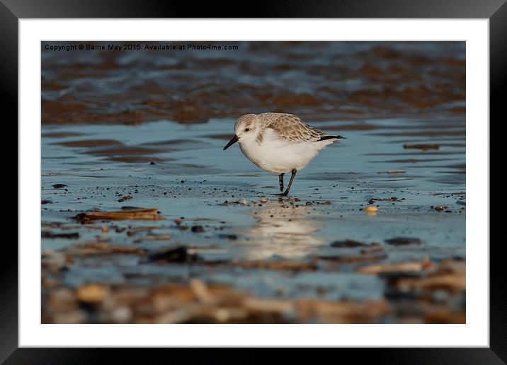 Sanderling on the Shoreline Framed Mounted Print by Barrie May