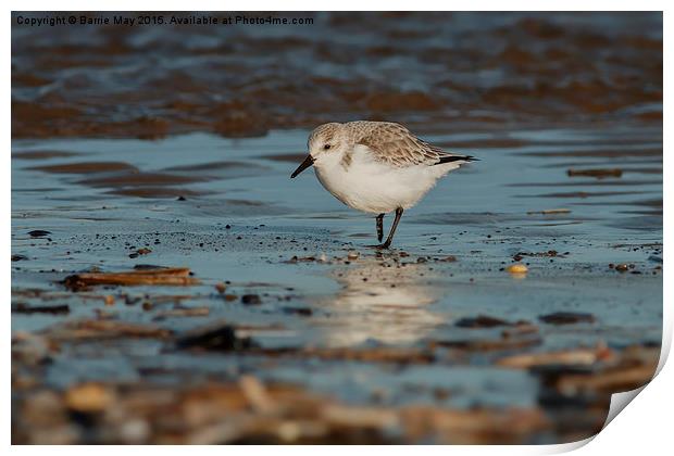 Sanderling on the Shoreline Print by Barrie May