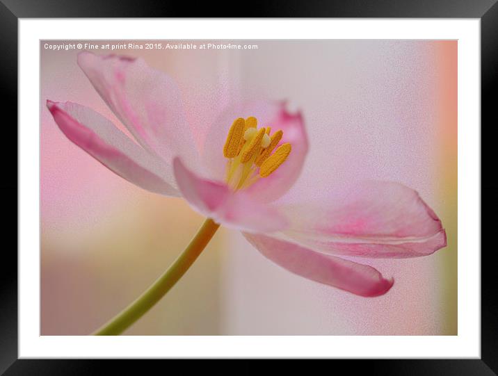  Dreamy Pink Framed Mounted Print by Fine art by Rina