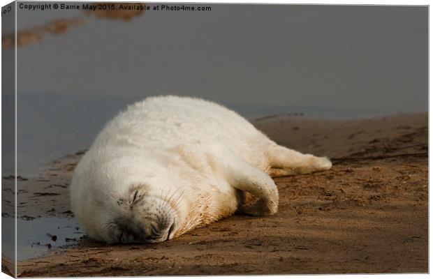 Sleeping Seal Pup, Donna Nook. Canvas Print by Barrie May