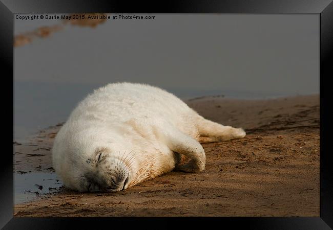 Sleeping Seal Pup, Donna Nook. Framed Print by Barrie May