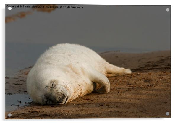 Sleeping Seal Pup, Donna Nook. Acrylic by Barrie May