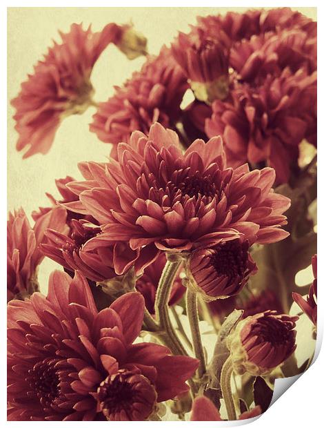  old fashioned chrysanthemums Print by Heather Newton