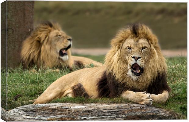  Lions Canvas Print by Sam Smith
