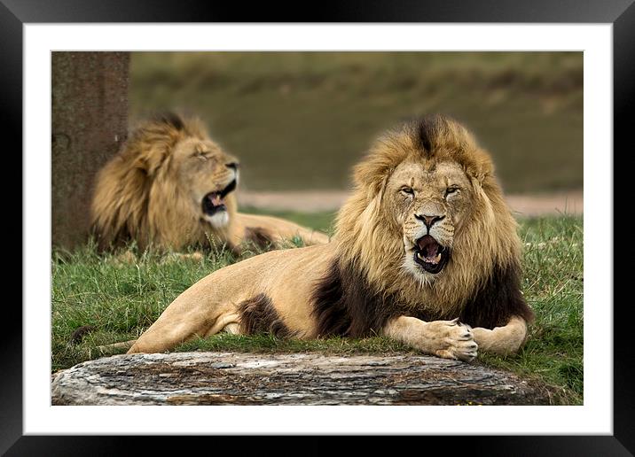  Lions Framed Mounted Print by Sam Smith