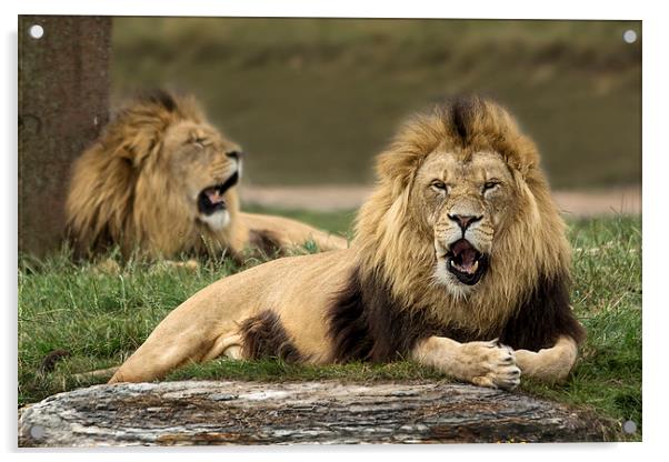  Lions Acrylic by Sam Smith
