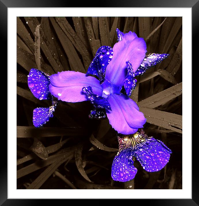 Blue Japanese Iris  Framed Mounted Print by james balzano, jr.