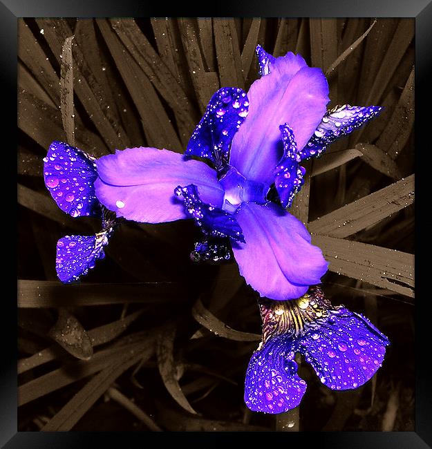 Blue Japanese Iris  Framed Print by james balzano, jr.